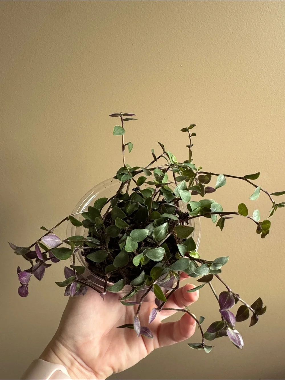 Callisia repens - aka Turtle Vine